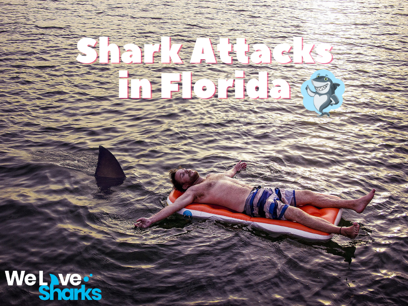 most shark attacks in Florida
