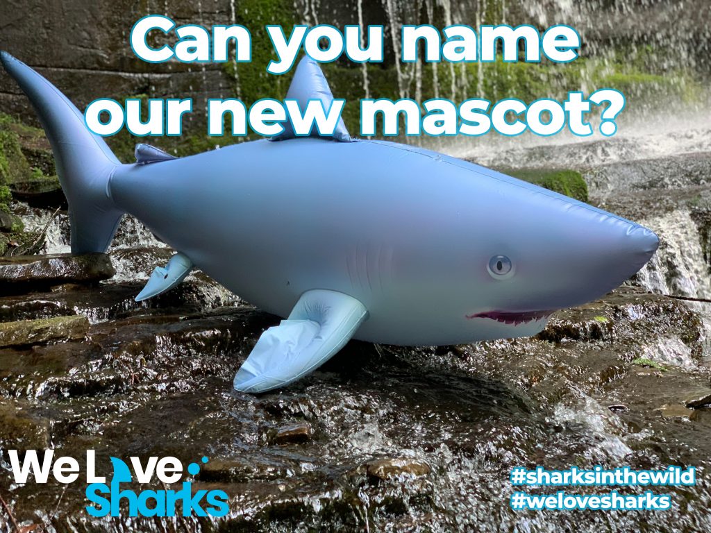 Can you name our new shark mascot?