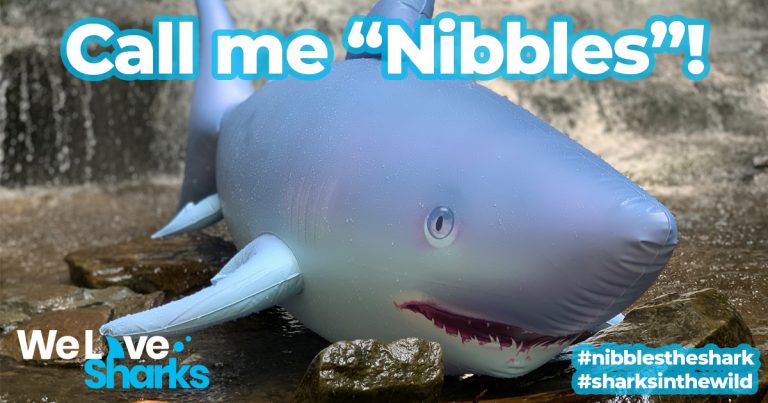 Say Hello to Nibbles the Shark!