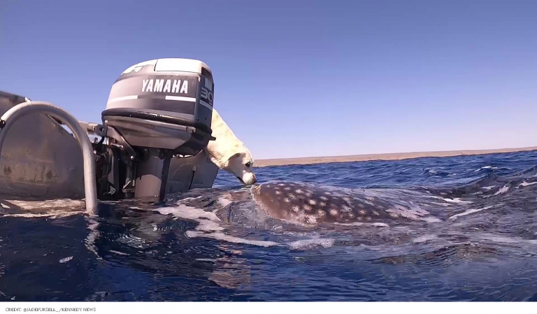 “Sailor” the Labrador Kisses a Whale Shark in Australia