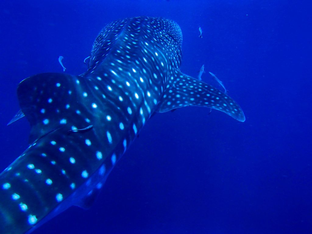 fish and whale shark