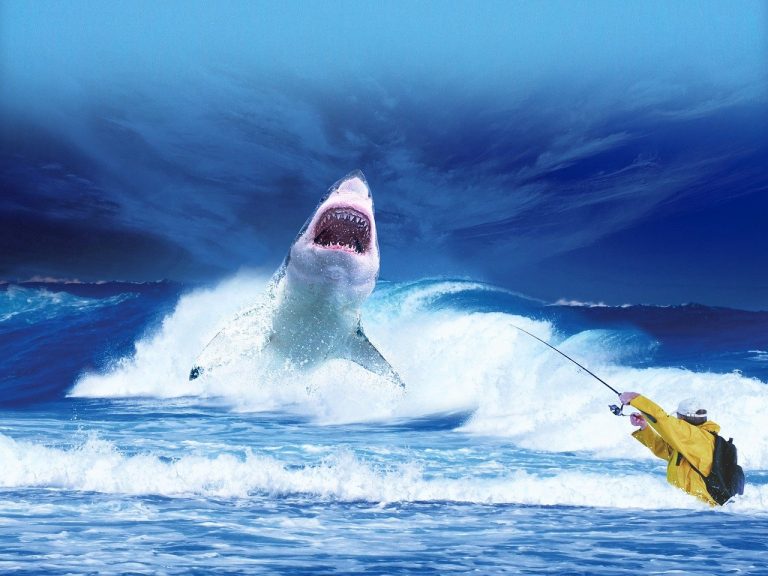 Fisherman in Australia steals Great White Shark tracker