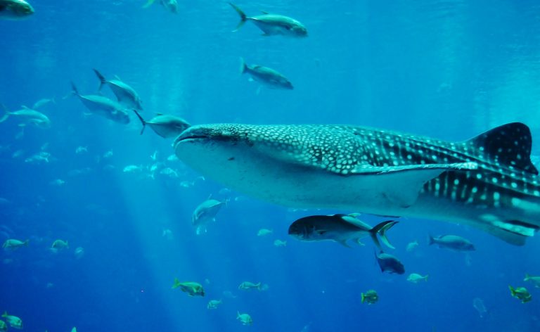 Should Tan-Awan stop feeding Whale Sharks?