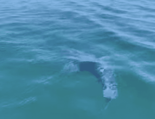 Juvenile Great White Shark Spotted Near Naples Beach, Florida