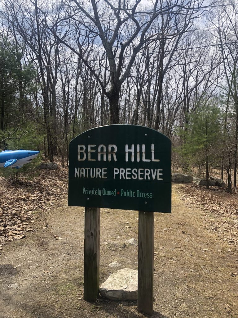 Hiking Bear Hill Preserve With Shark Mascot “Nibbles Jr”