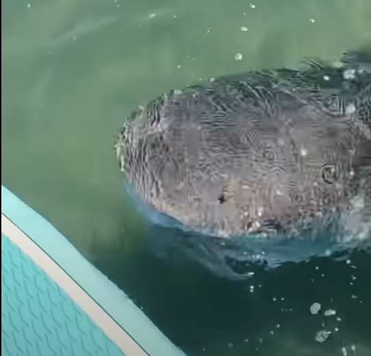 Video of a Tiger Shark Biting a Paddle Board