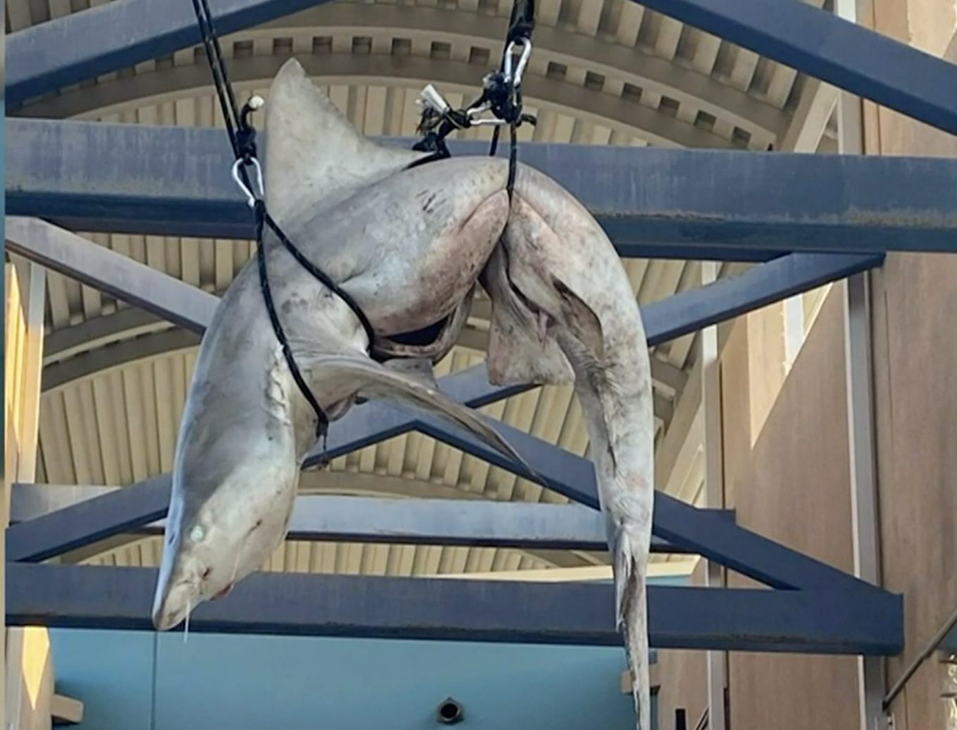 dead shark hung