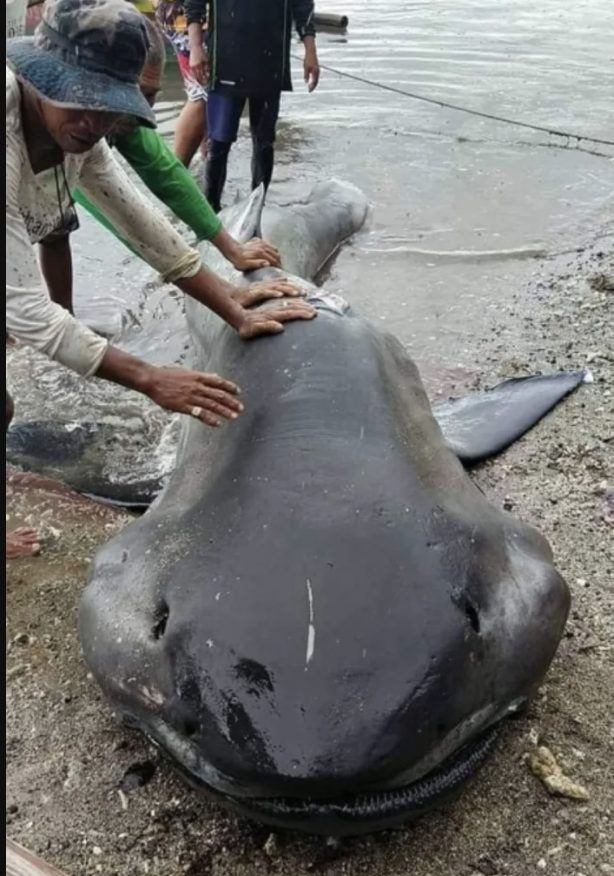 Megamouth Shark washed up on Philippines beach