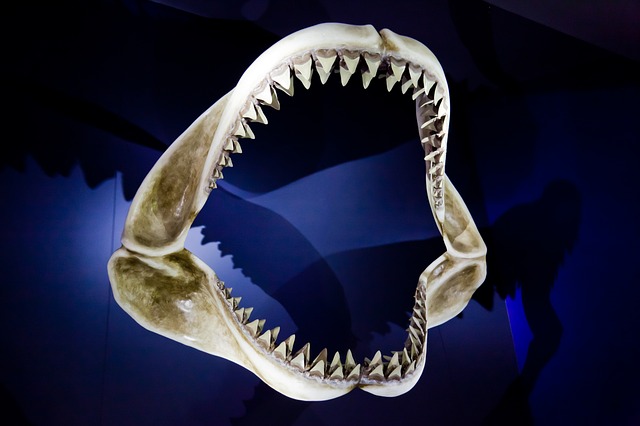 Why Did the Megalodon Disappear?