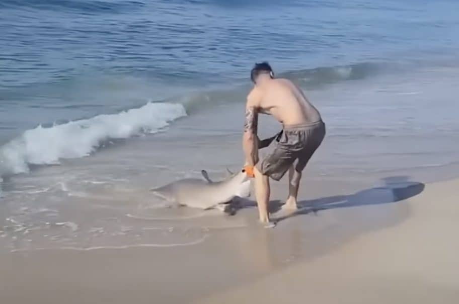man wrestling a shark