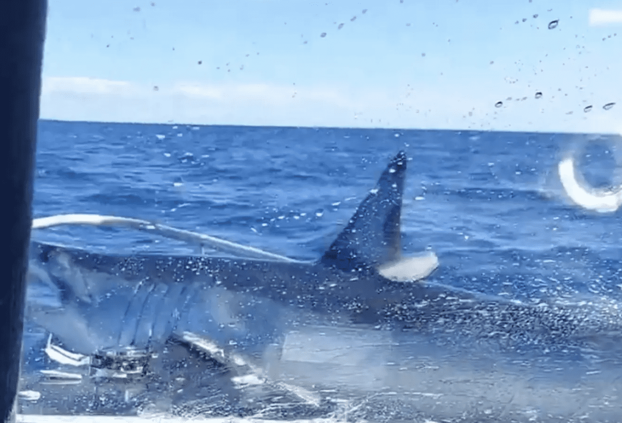mako shark jumps on a boat