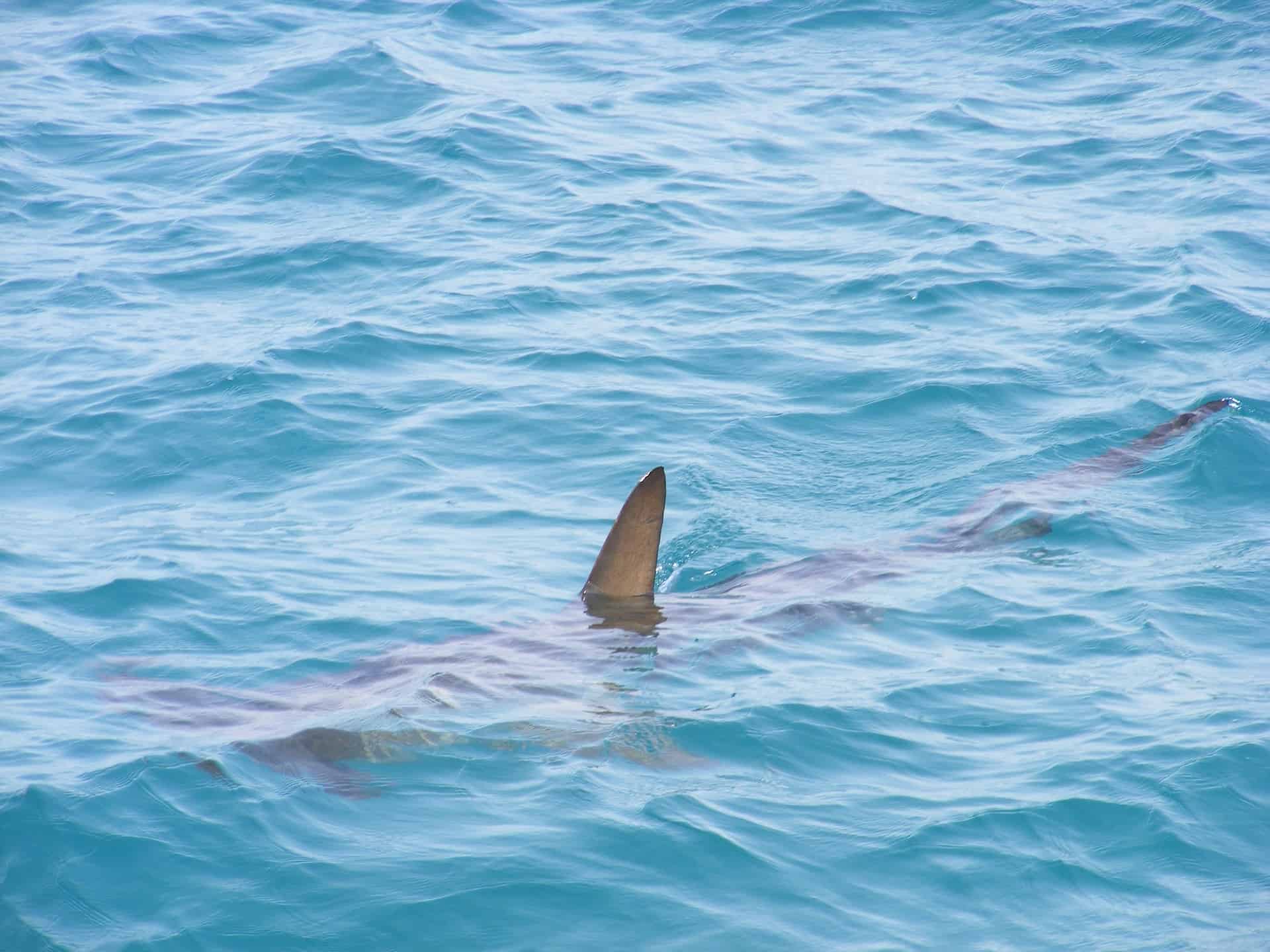 shark fin regulation