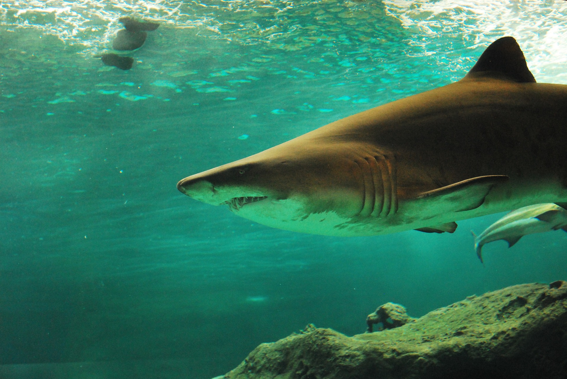 fatal shark attack at Château-Royal beach