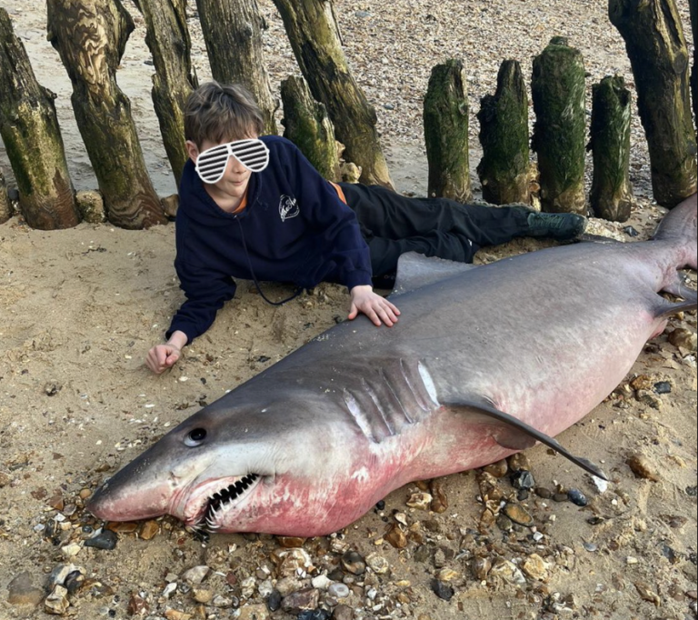 Rare Smalltooth Sand Tiger Shark Beheaded in Hampshire UK