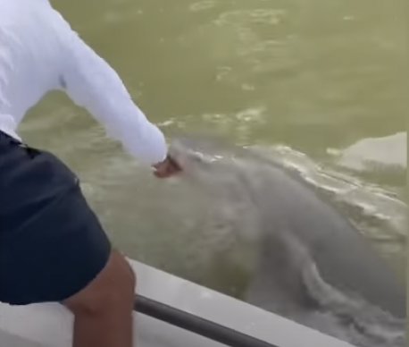 Shark Attacks a Man in the Florida Everglades