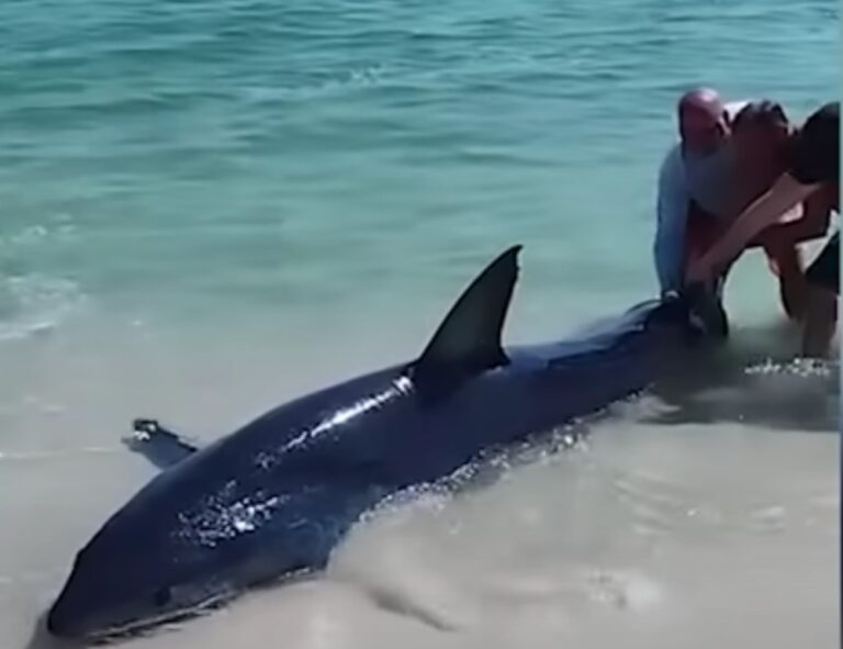 Beached Mako Shark on Pensacola beach Rescued