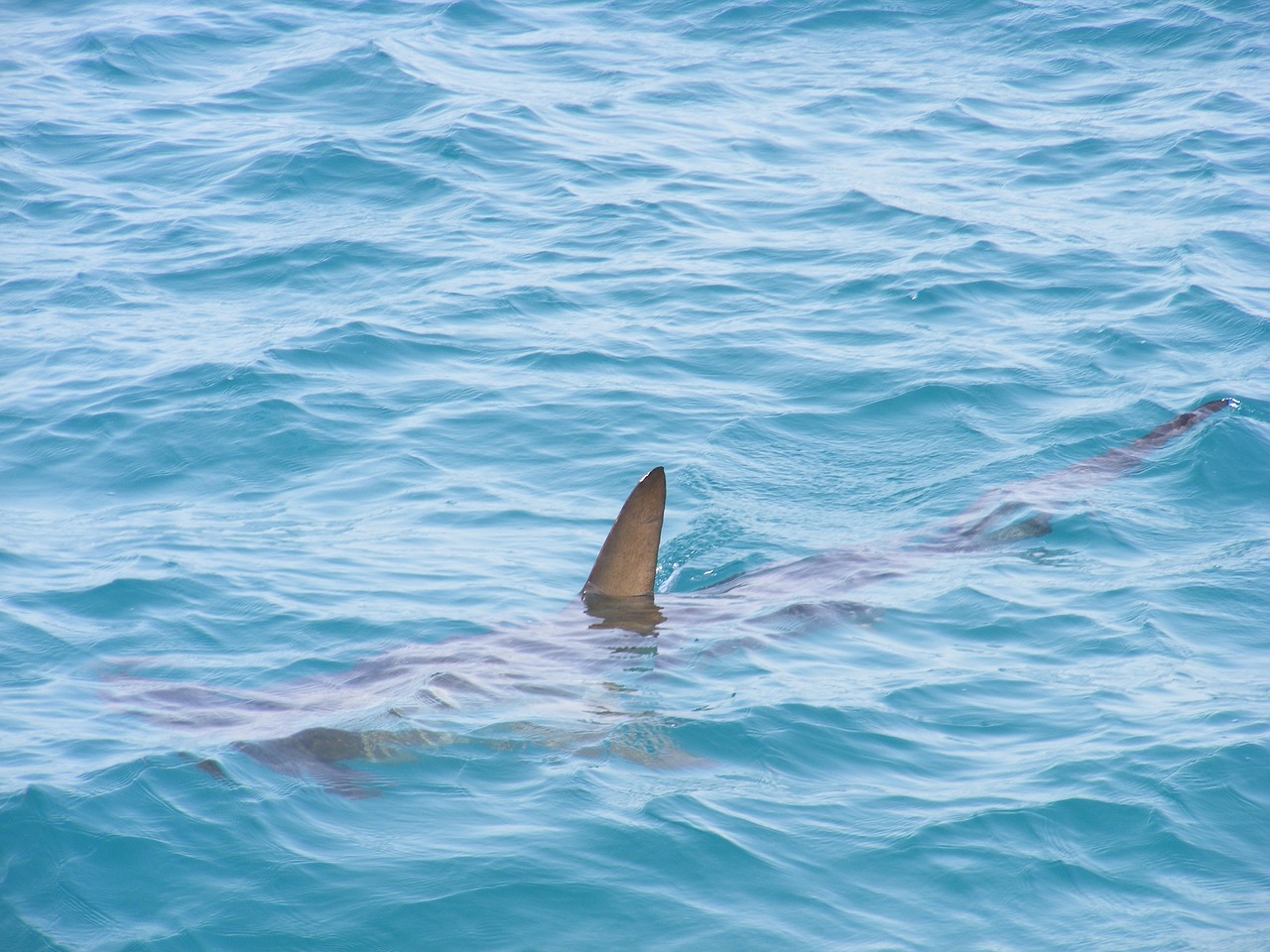 tiger shark attack in Haleiwa